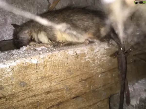 Dead Rat Removal Undullah